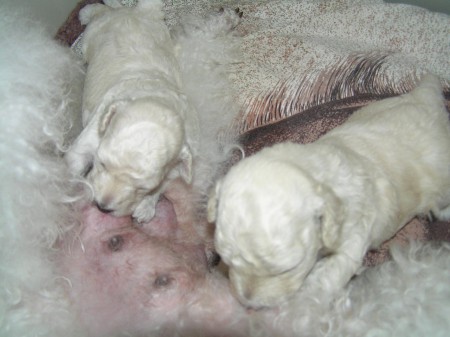 Dorly štěňátka 16. den stále na mateřském mléku